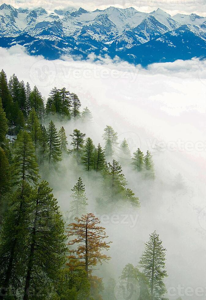 WINTRY SEQUOIA FROM MORO ROCK photo