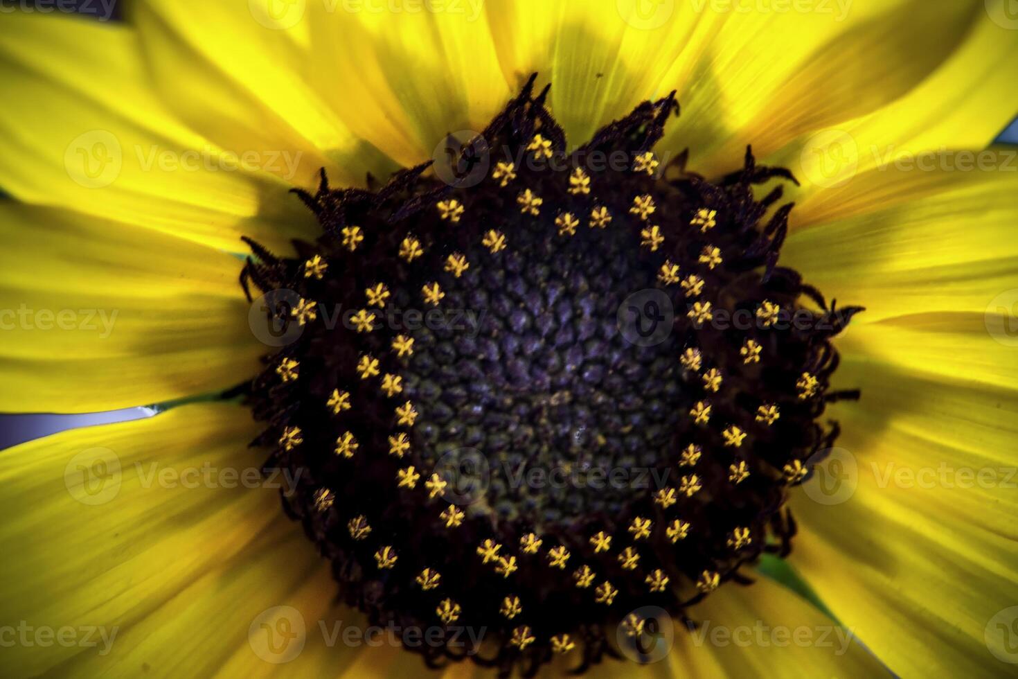 Sunflower Macro Flower photo