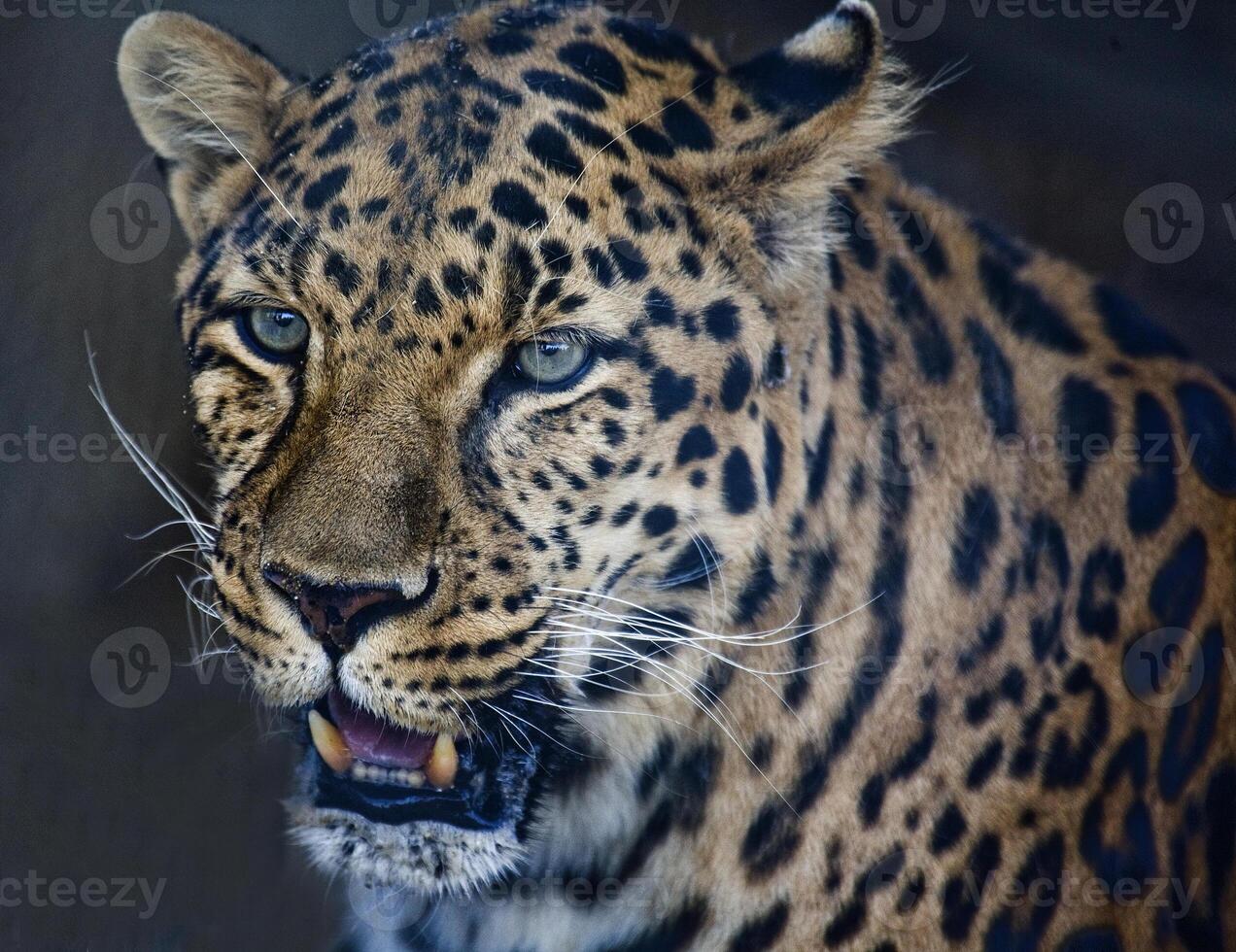 leopardo arriba cerca foto