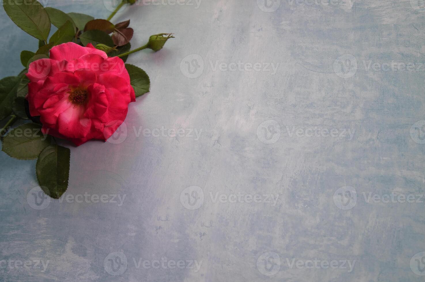 Top view of red rose on flat blue textured surface space for text photo