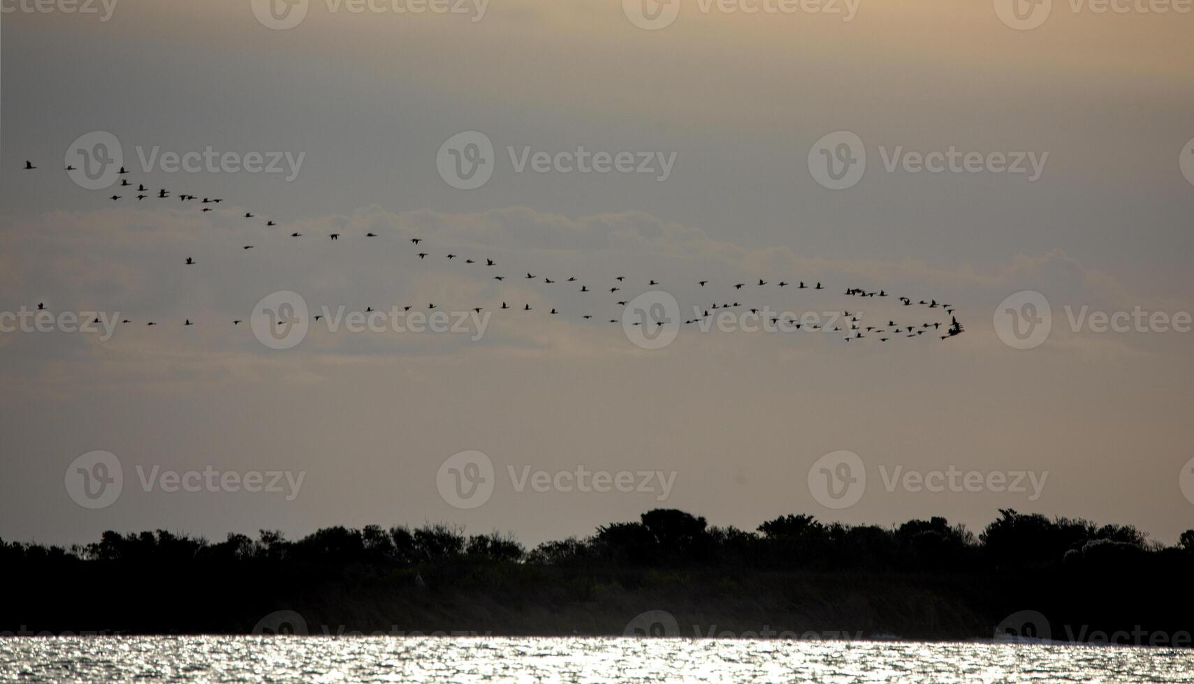 Canada Geese North Carolina Hatteras photo