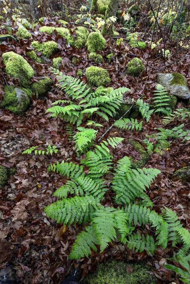 Ferns And Moss photo