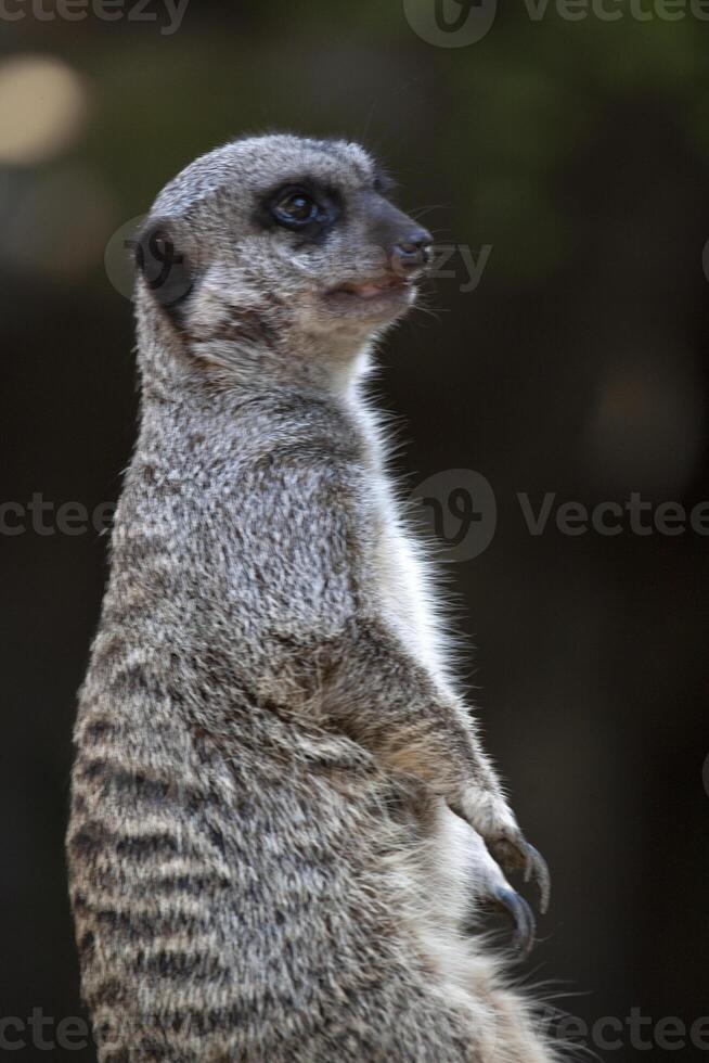 Meerkat Los Angeles Zoo photo