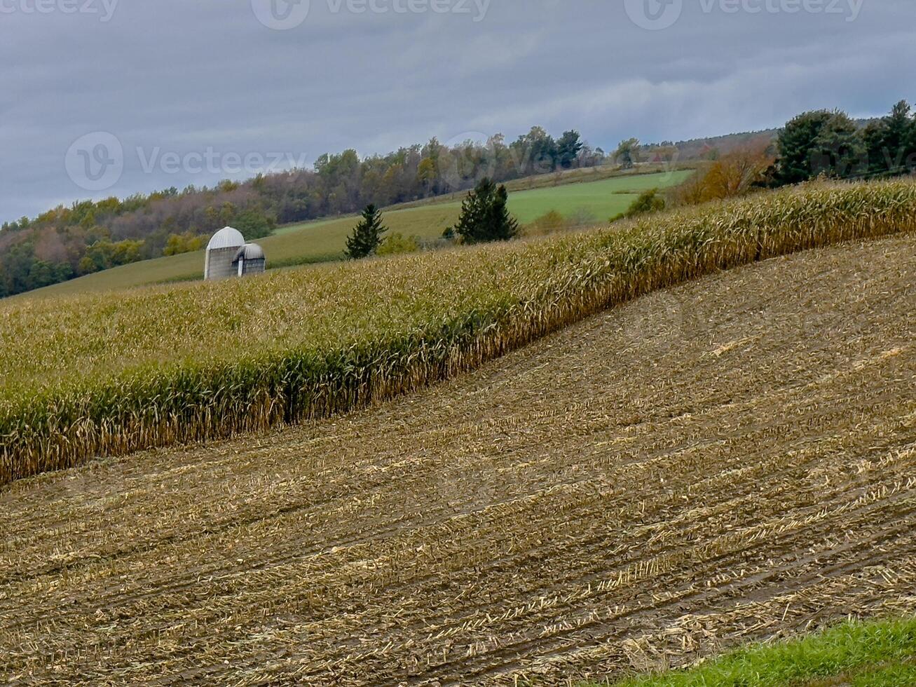 New York Farm photo