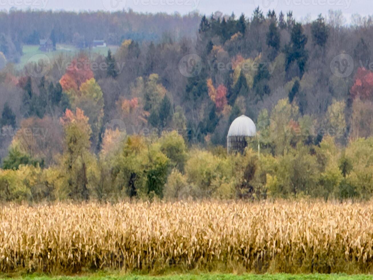 Fall In Rural New York photo