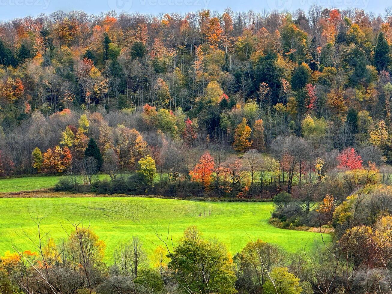 Fall In Rural New York photo