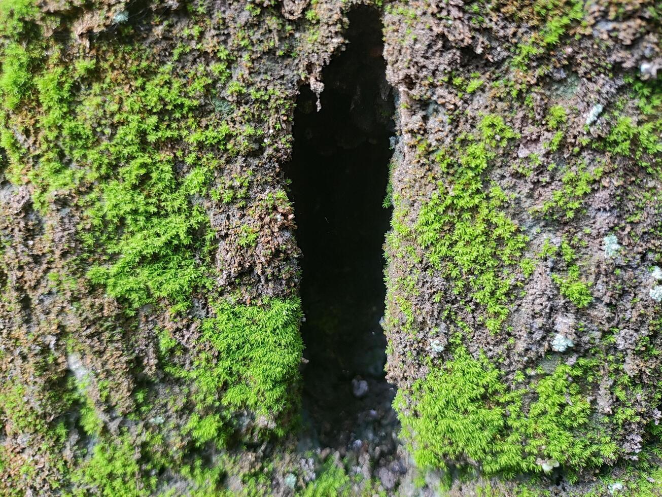 valley of brick wall, moss sticking to the surface of unplastered brick wall photo