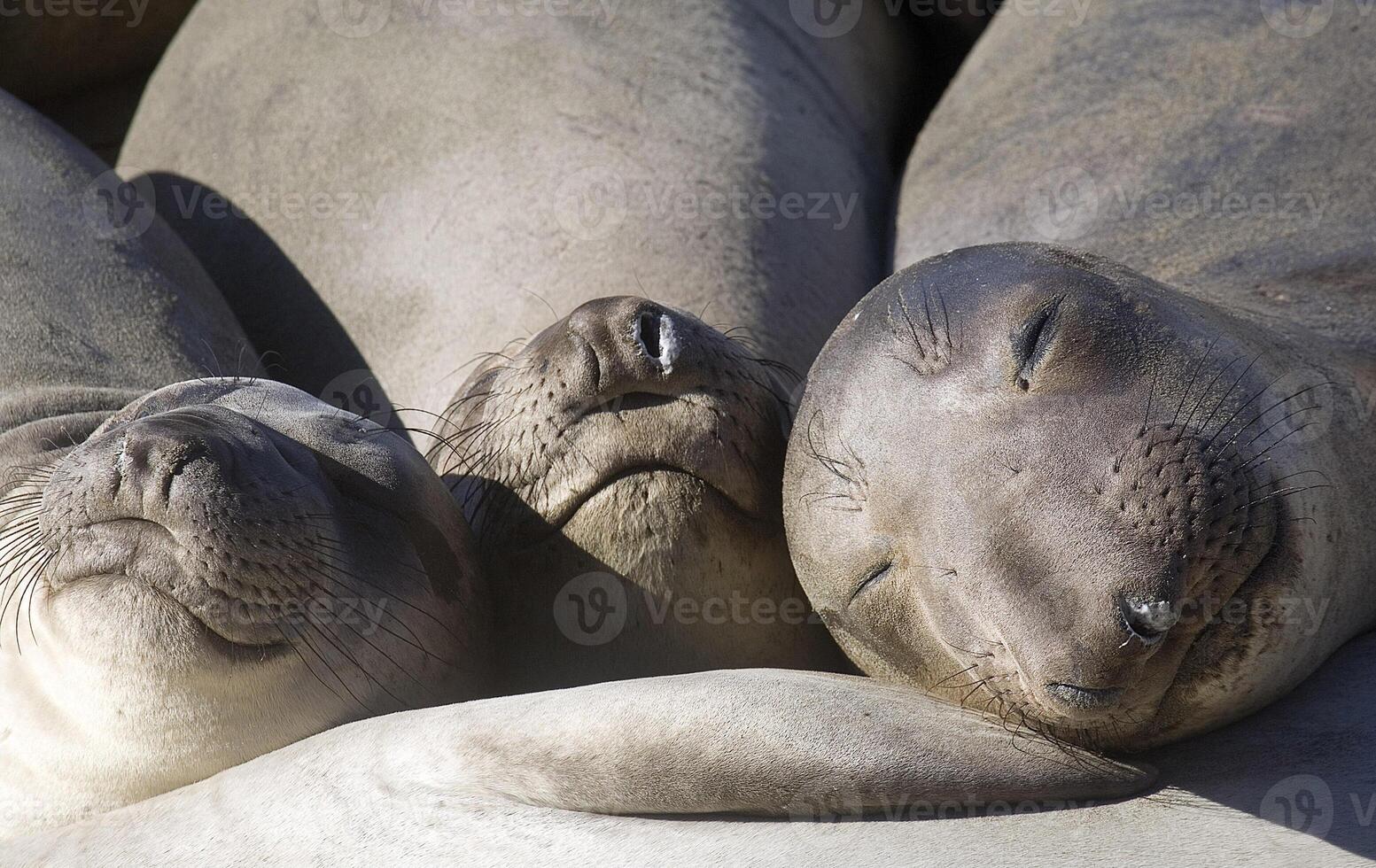 THREE SLEEPING SEALS photo