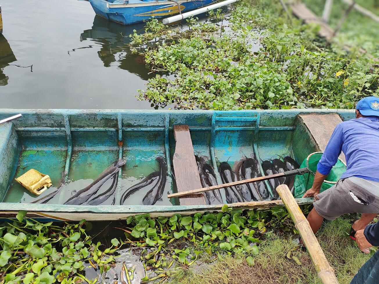 activities of fisherman at Cengklik Reservoir in Surakarta, Indonesia photo