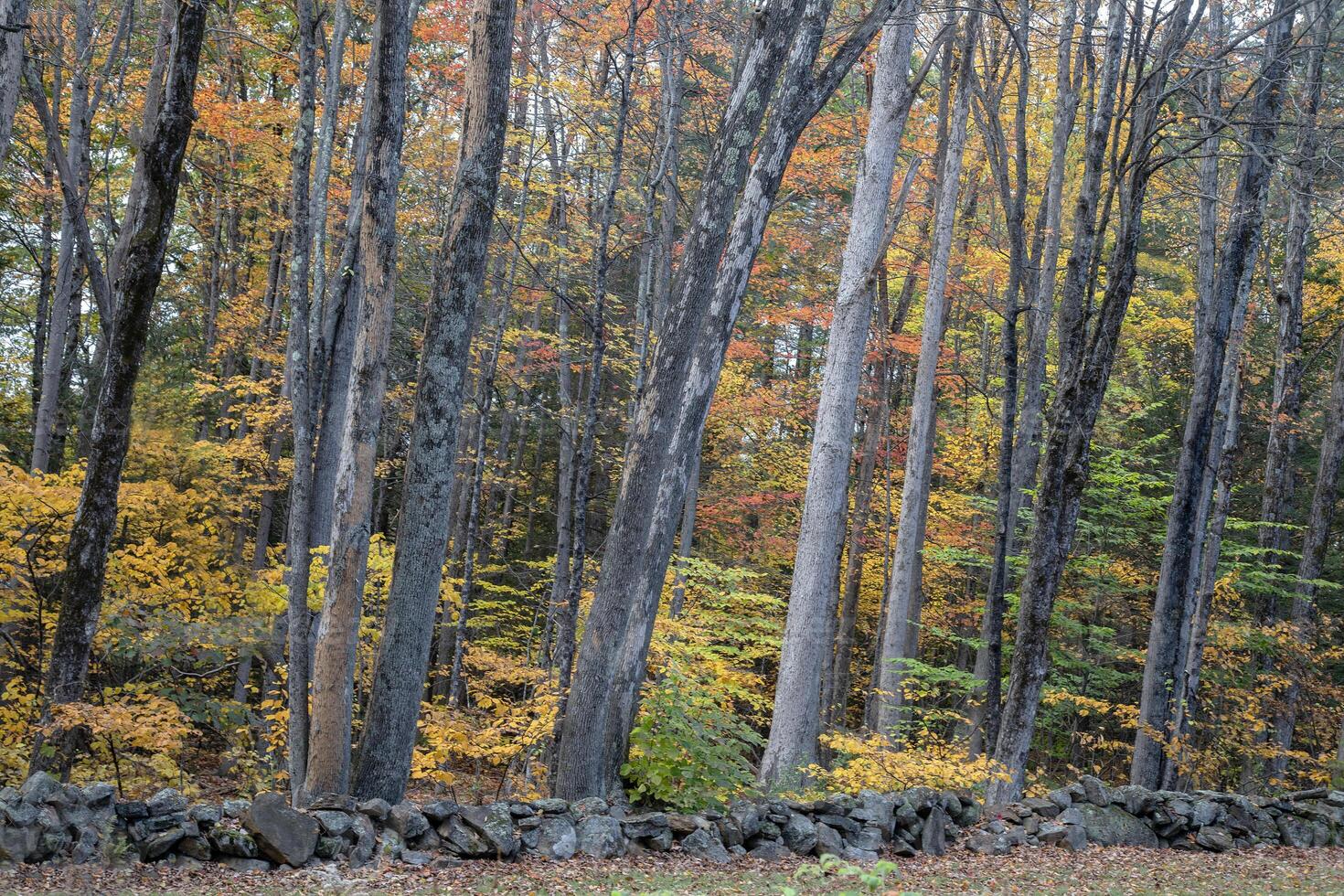 New Hampshire Fall Colors photo