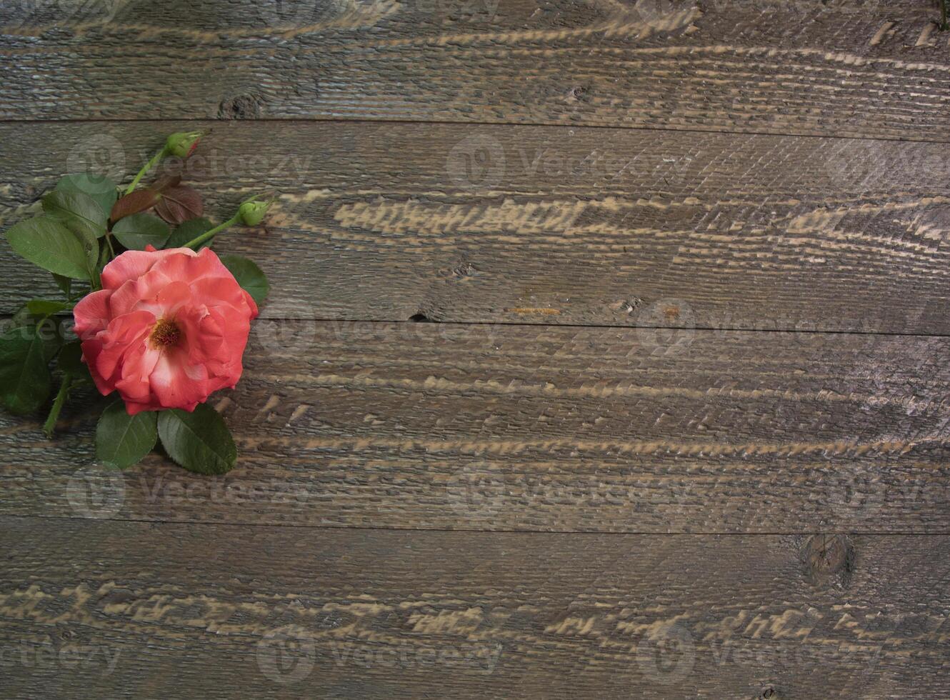 Top view of red rose on natural wood surface space for text photo