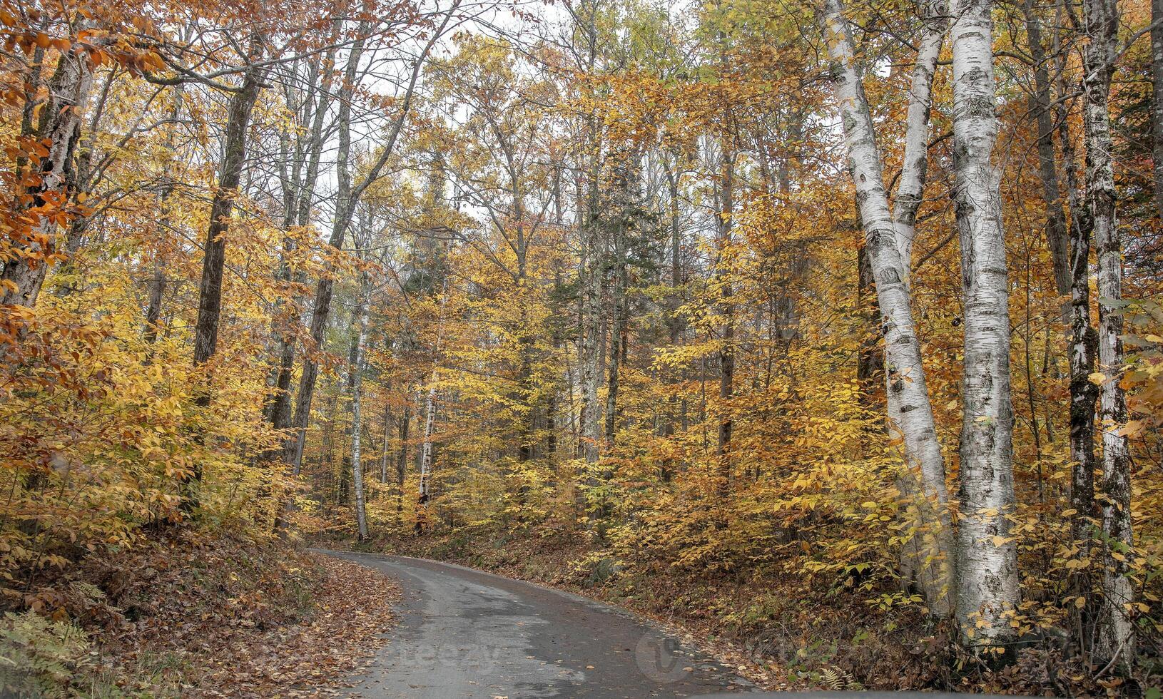 New Hampshire Fall Colors photo