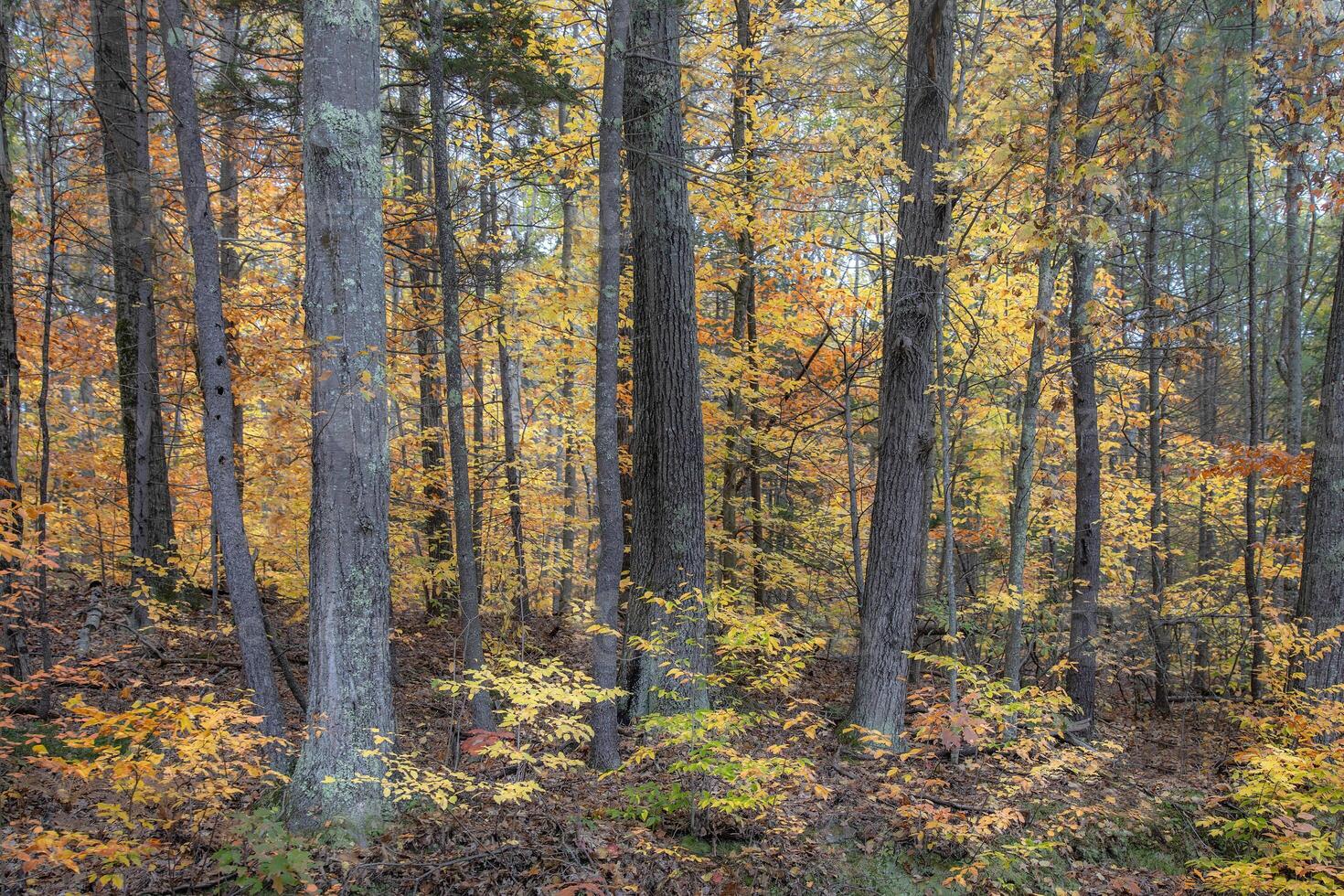 New Hampshire Fall Colors photo