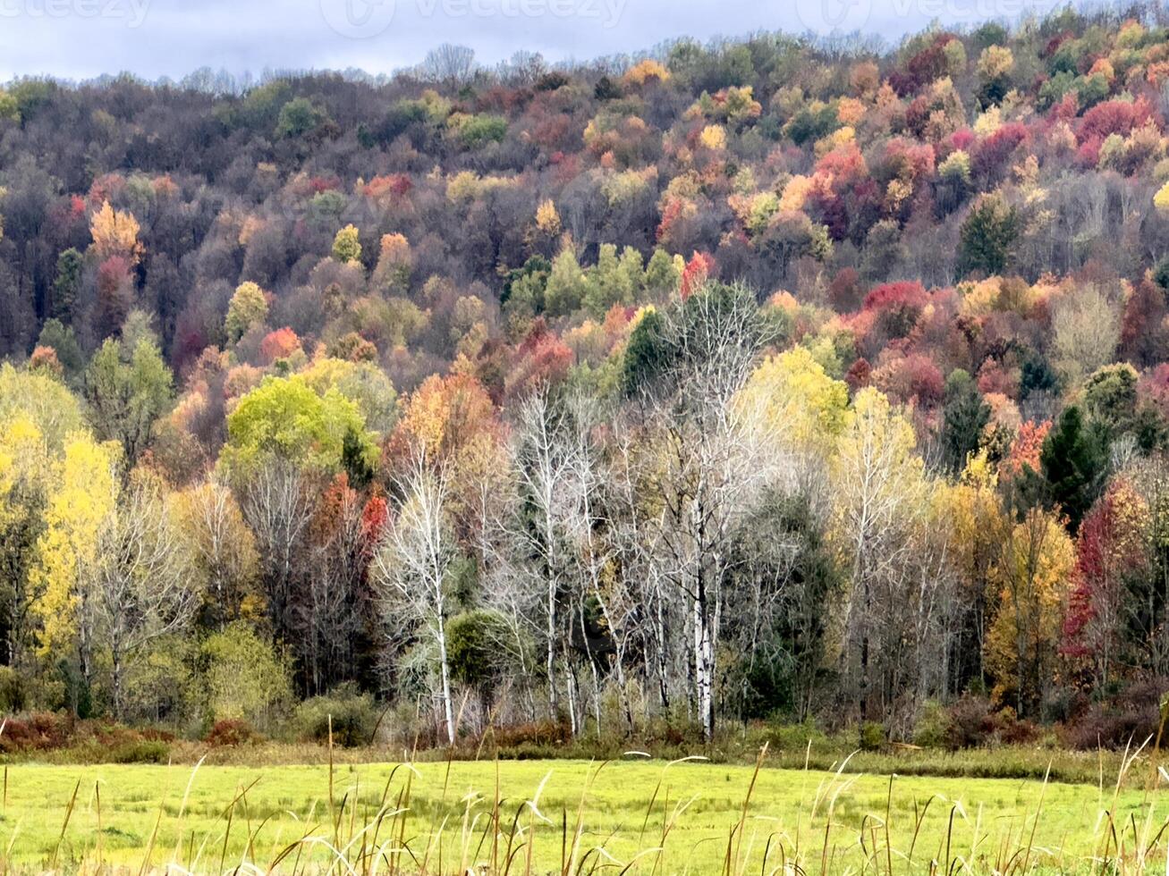 Fall In Rural New York photo