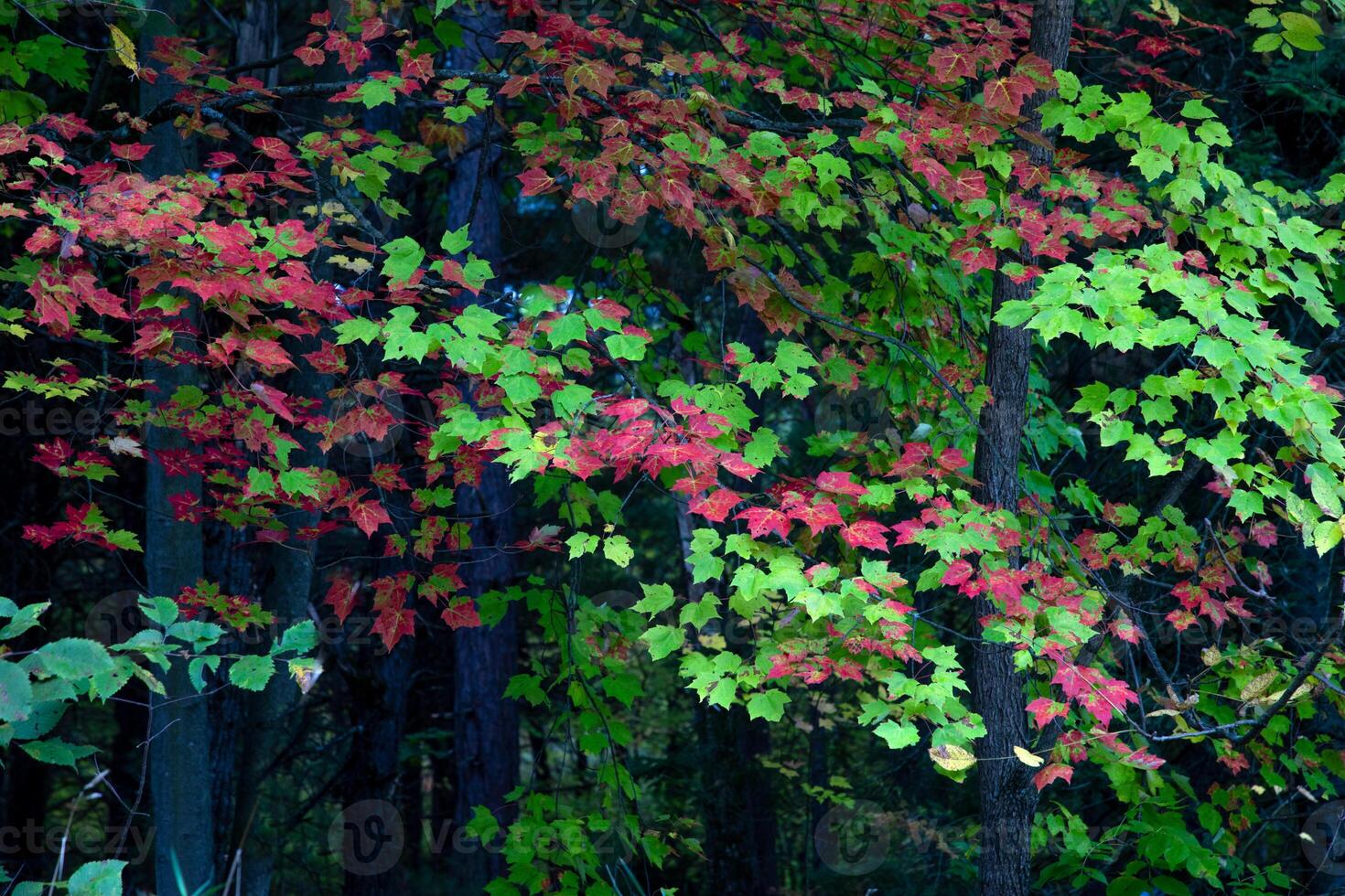 Maple Leafs Fall photo