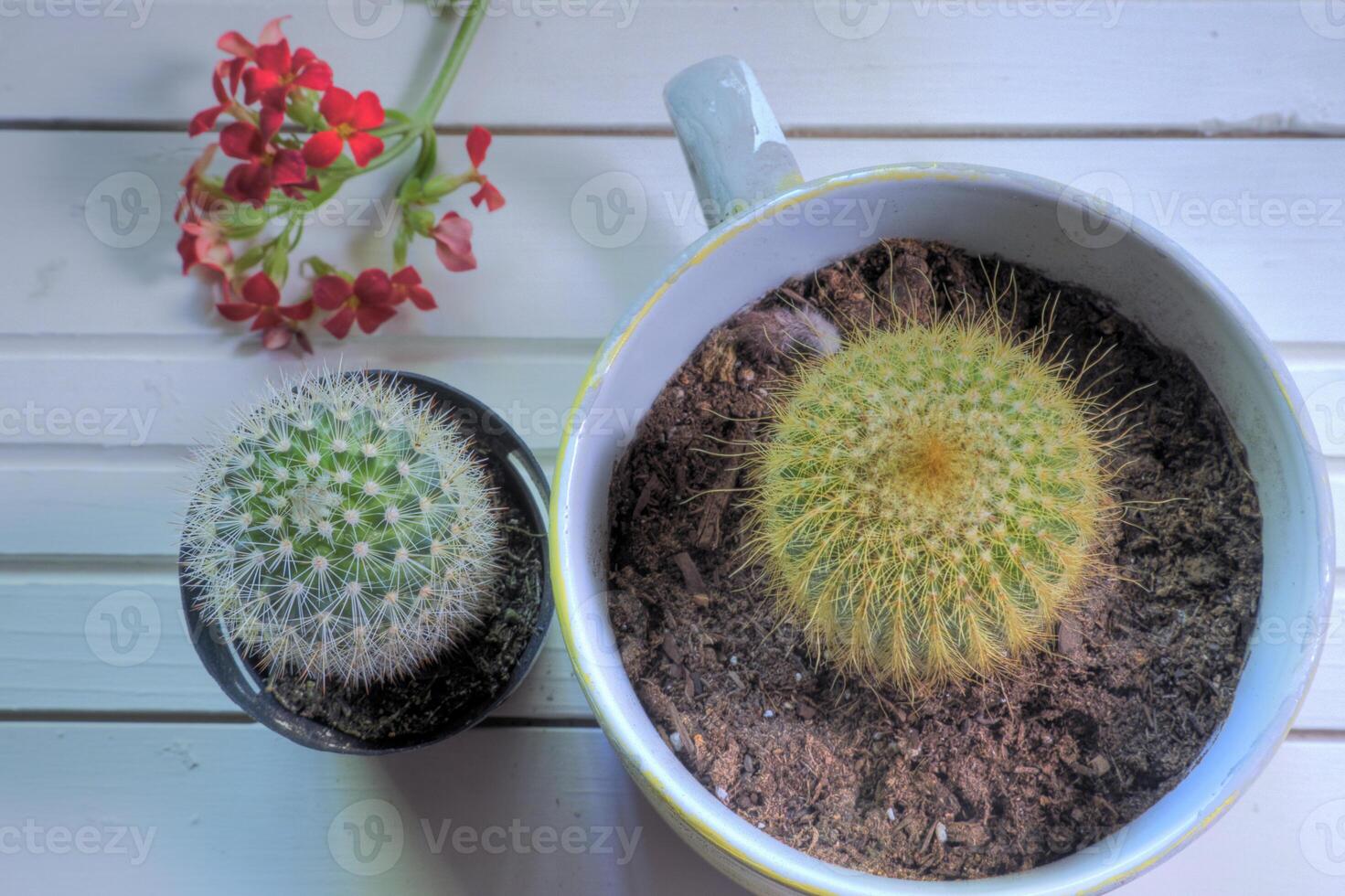 Top view of cacti on a white natural wood surface photo