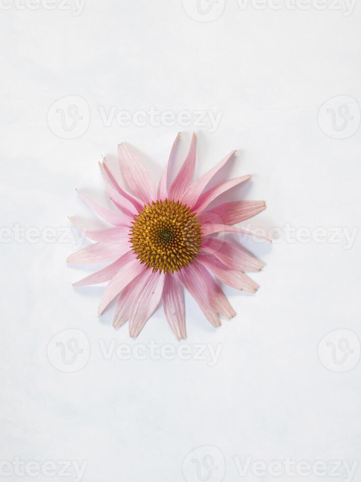 Purple Coneflower lay flat on white background, space for text photo