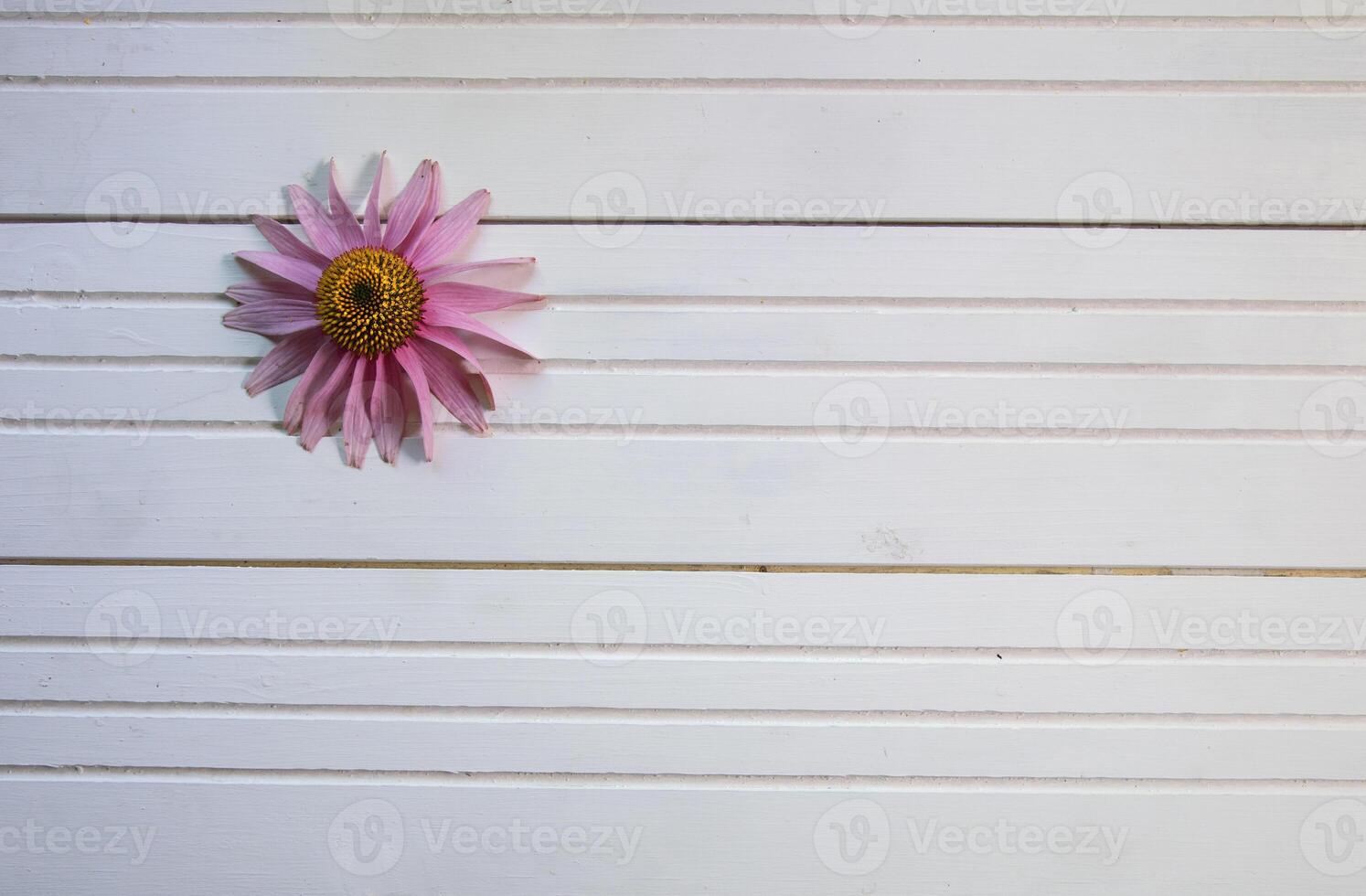 Purple Coneflower lay flat on white natural wood background, space for text photo