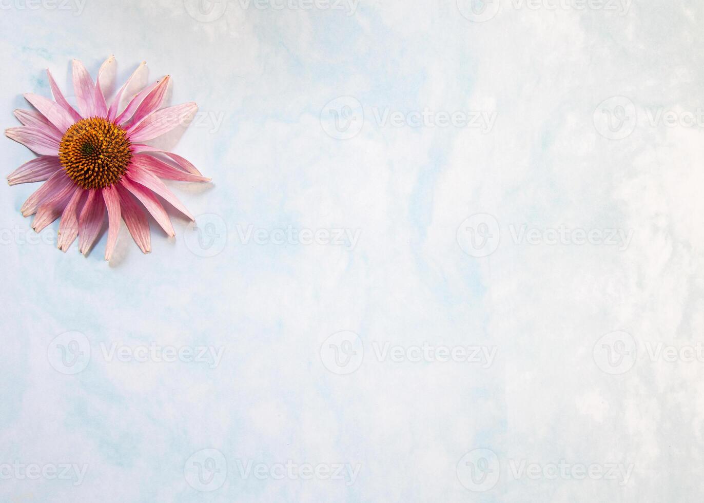 Purple Coneflower lay flat on white background, space for text photo