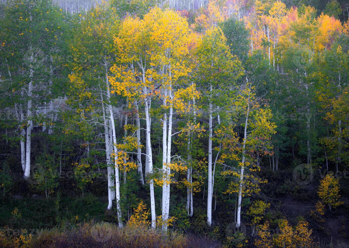 Kolob Autumn Colors photo