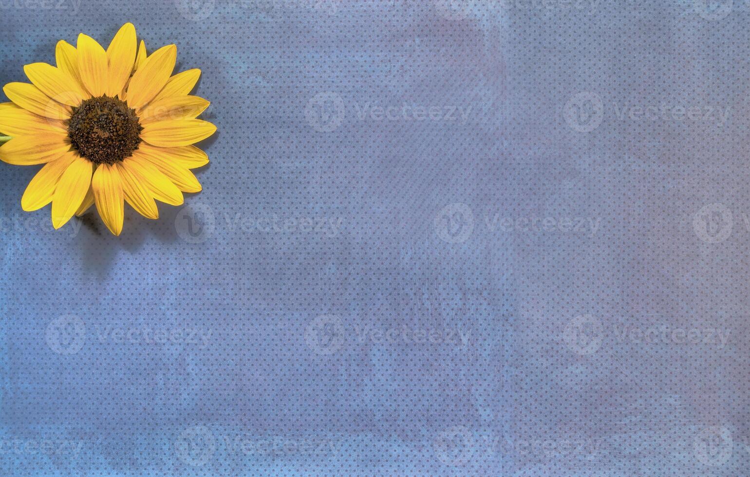 Top view of Sunflower on lay flat multi-colored background photo