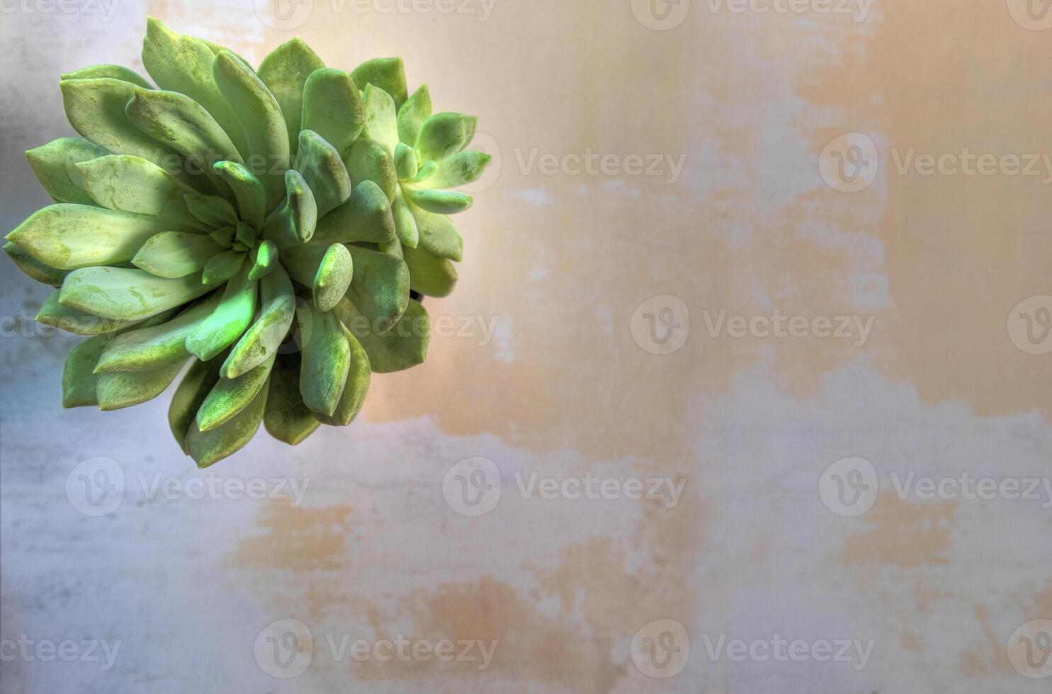 Lay flat view of cactus on abstract textured surface. photo