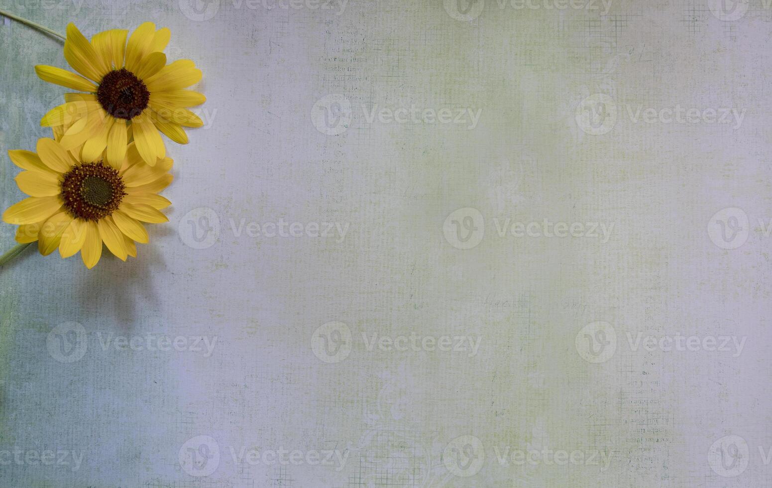 Top view of Sunflower on lay flat multi-colored background photo