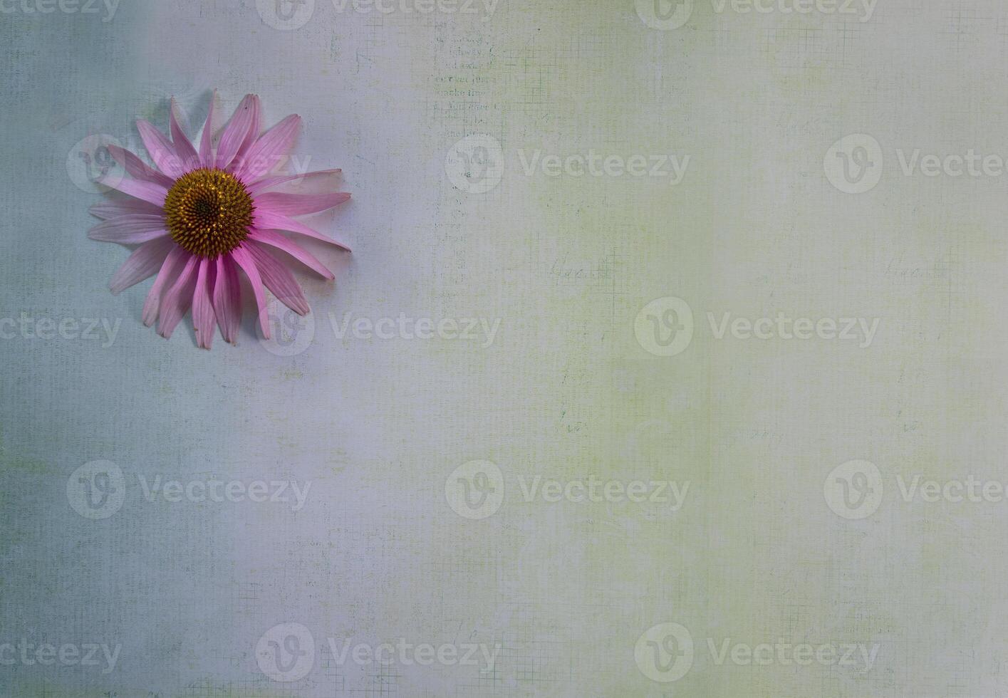 Purple Coneflower lay flat on green blue background, space for text photo