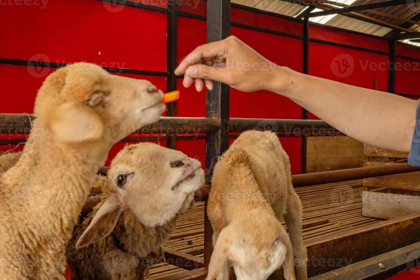 Feeding animal groups sheep Ovis aries on the national farm The photo is suitable to use for farm poster and animal content media.