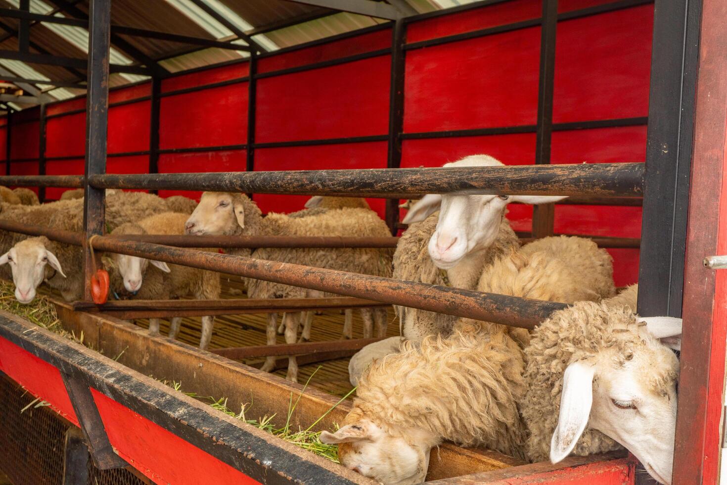 Petting animal groups sheep Ovis aries on the national farm The photo is suitable to use for farm poster and animal content media.