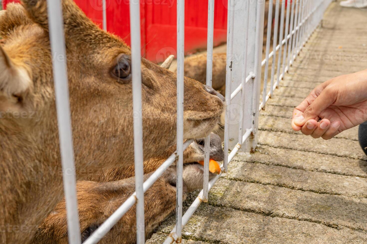 Mini zoo leisure activity feeding deer Cervidae on the garden park. The photo is suitable to use for nature animal background, zoo poster and advertising.