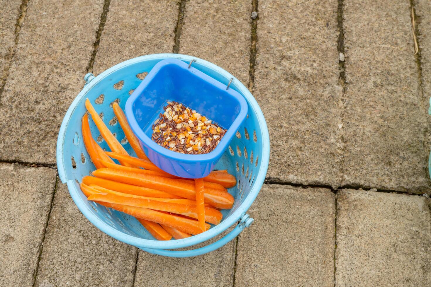 Carrot and seed for feeding animal mini zoo. The photo is suitable to use for animal care background and feeding animal content media.