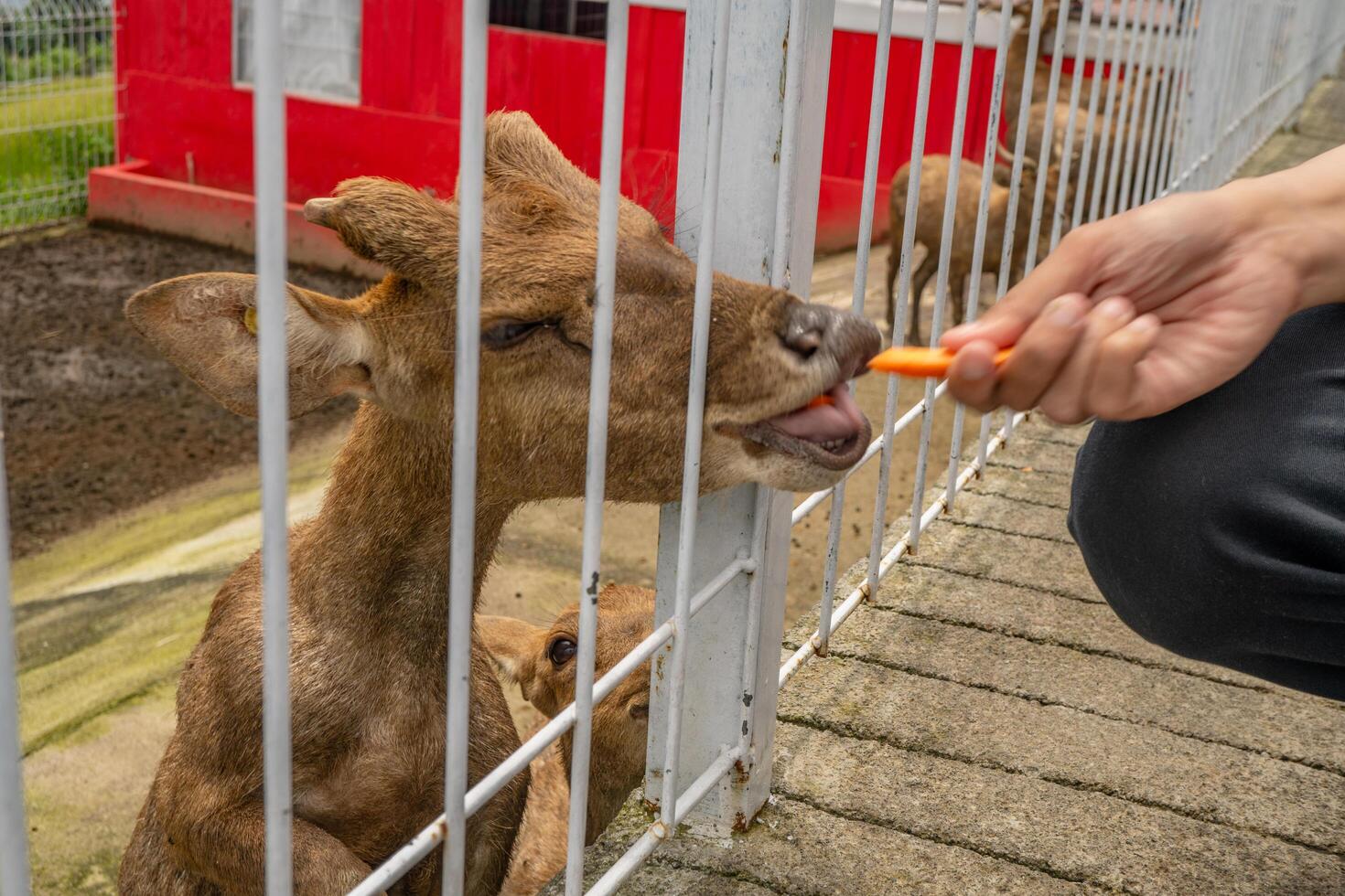 Mini zoo leisure activity feeding deer Cervidae on the garden park. The photo is suitable to use for nature animal background, zoo poster and advertising.