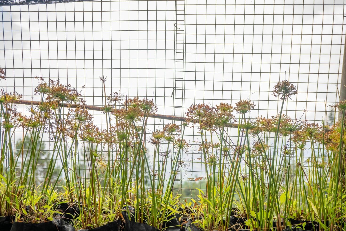 Decorative plant Cyperus papyrus on the green garden.The photo is suitable to use for botanical background, nature poster and flora education content media.