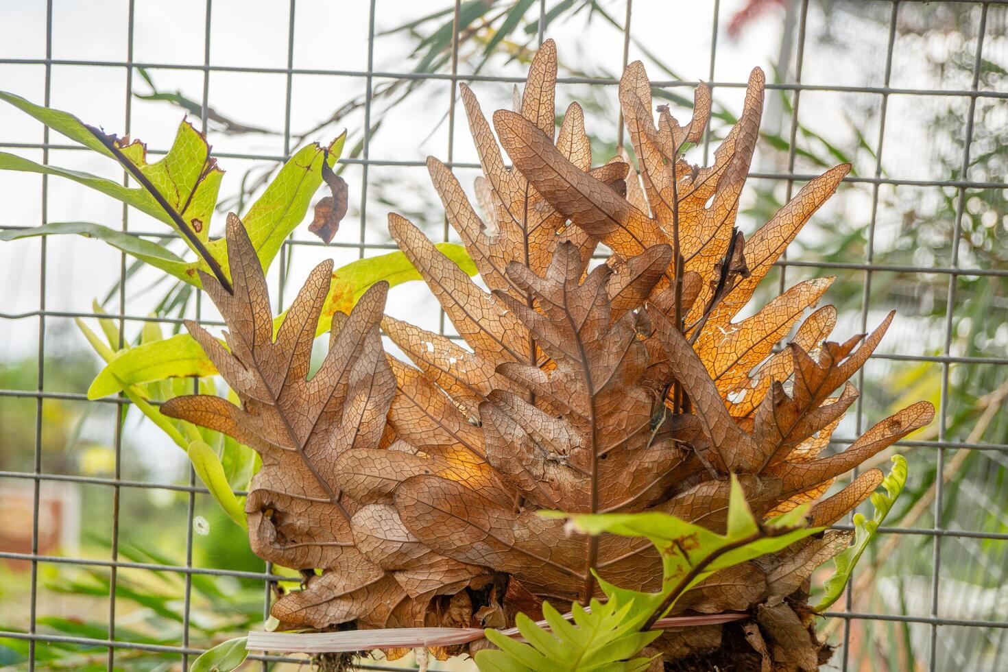 Dry leaf of Aglaomorpha fortunei on plant rack. The photo is suitable to use for botanical background, nature poster and flora education content media.