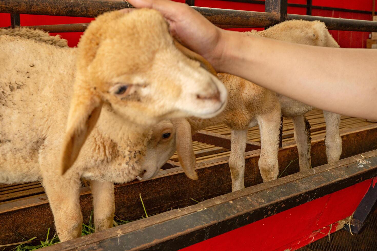 Petting animal groups sheep Ovis aries on the national farm The photo is suitable to use for farm poster and animal content media.