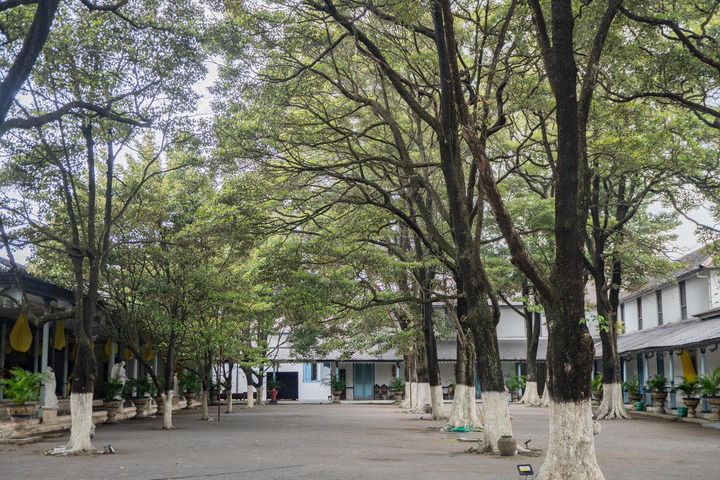 Front yard of traditional kingdom Central Java Solo with sapodilla tree Manilkara zapota. The photo is suitable to use for nature background and content media.