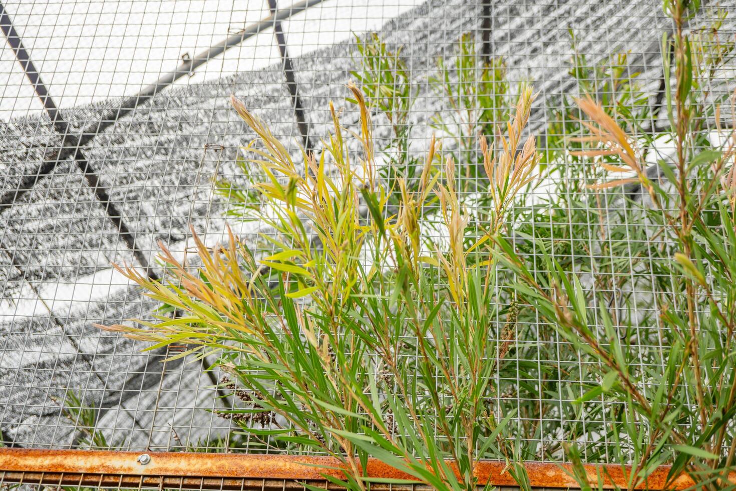 Decorative plant Cyperus papyrus on the green garden.The photo is suitable to use for botanical background, nature poster and flora education content media.