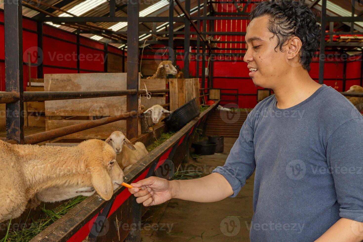 Man was feeding the sheep Ovis aries on the national farm. The photo is suitable to use for farm poster and animal content media.