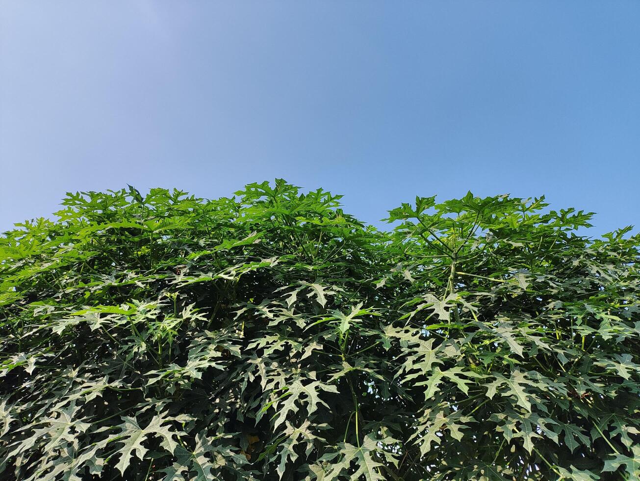 bajo ángulo ver de arboles en contra claro cielo foto