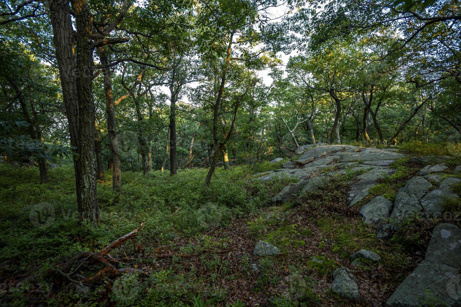 Hot Day on Bear Mountain photo
