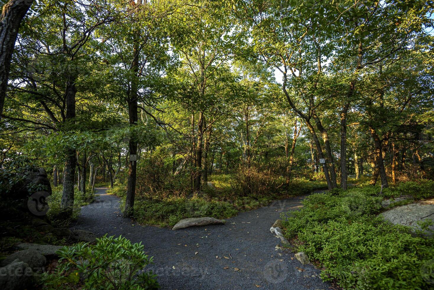 Hot Day on Bear Mountain photo