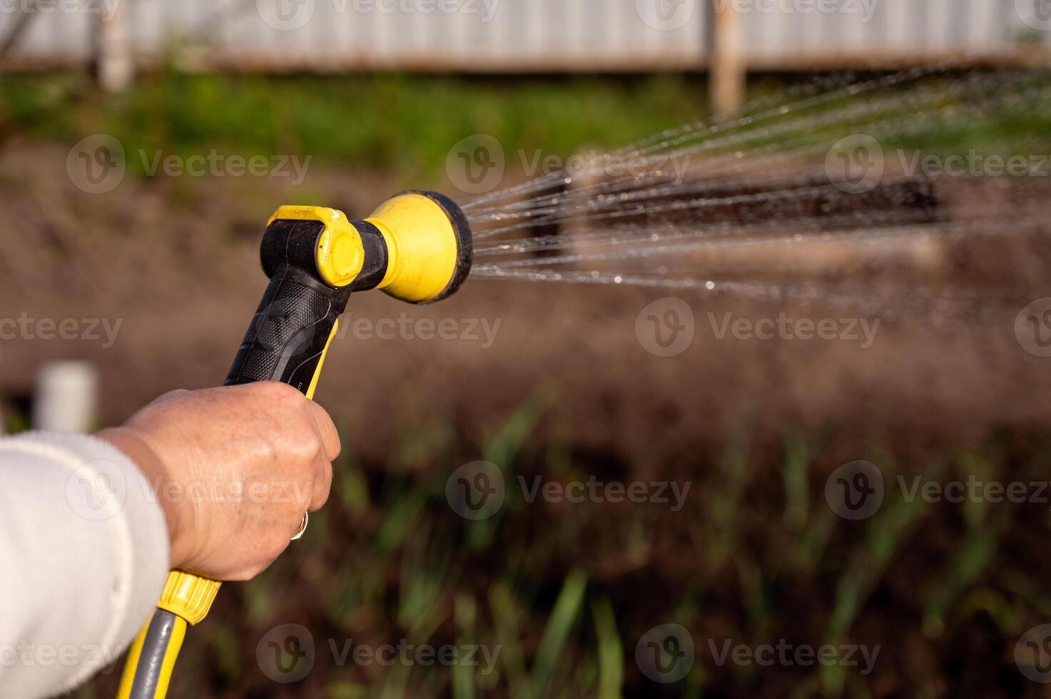 Spring watering of vegetable garden from a sprinkler, close-up, selective focus photo