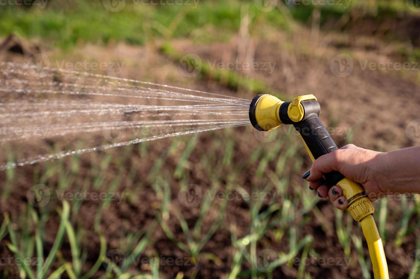 Spring watering of vegetable garden from a sprinkler, close-up, selective focus photo