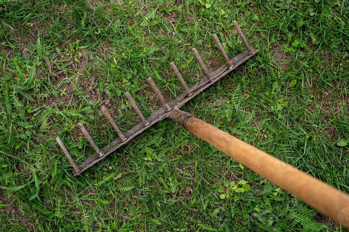 garden rake on green grass in the garden. Selective focus. photo