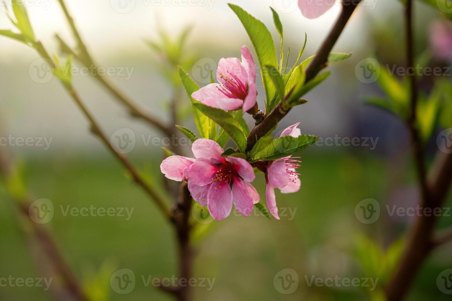 Peach blossom in the garden in spring. Beautiful nature scene. photo