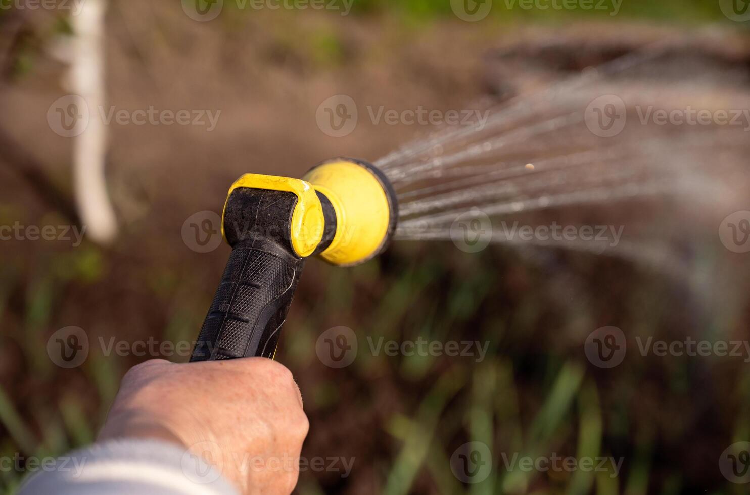 Spring watering of vegetable garden from a sprinkler, close-up, selective focus photo