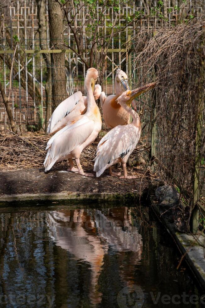 large pink pelicans near a pond in the zoo photo