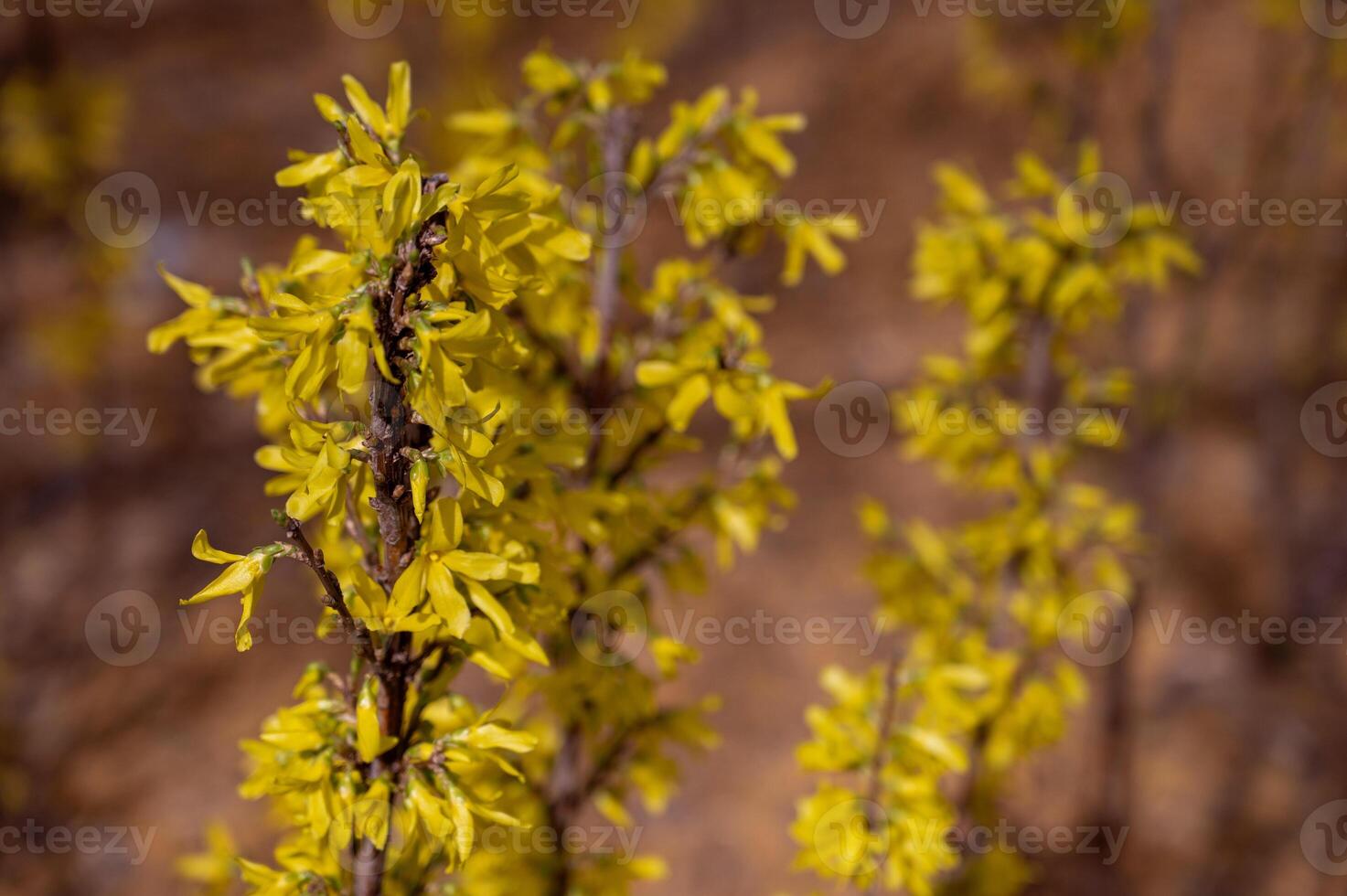 Forsythia blooming in early spring, close-up photo