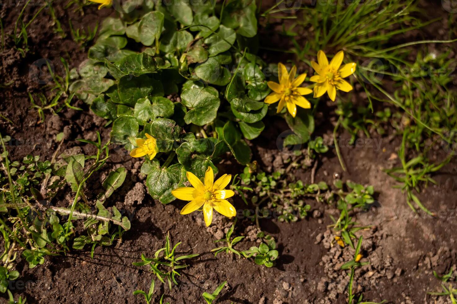 Yellow spring flowers in the forest. Early spring in the forest. photo